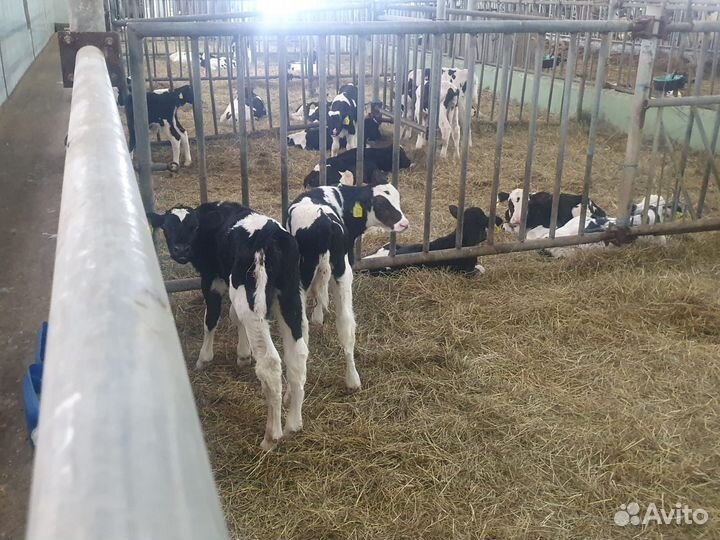 Телята бычки мясного направления