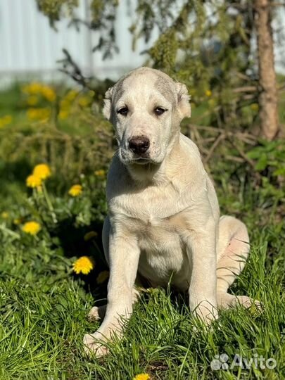 Среднеазиатская овчарка (алабай) с документами