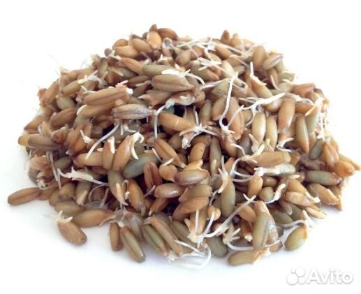 Семена для микрозелени