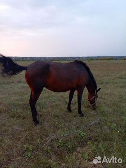 Продаю кобылу