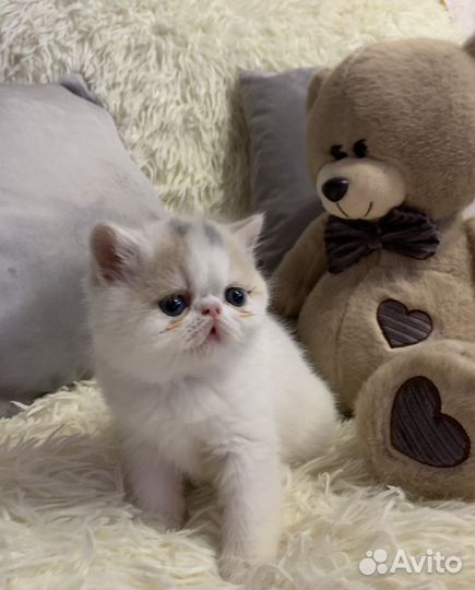 Голубоглазое чудо