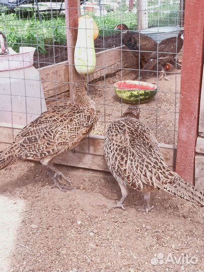 Самки фазана охотничьего