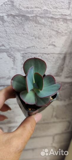 Суккуленты