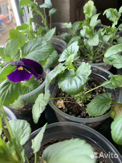 Рассада помидор перцев цветов