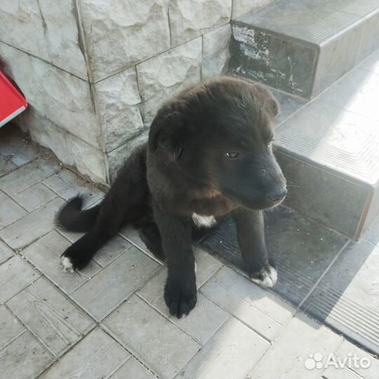 Щенок в добрые руки