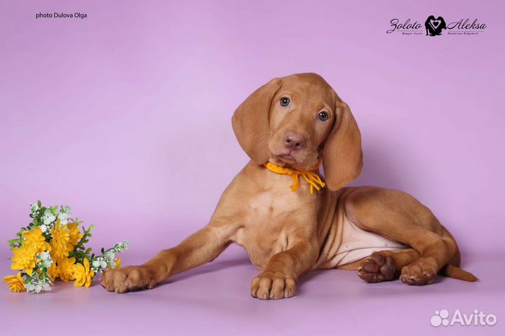 Малыши венгерской выжлы ожидают вас