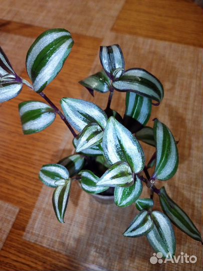 Традесканция зебрина