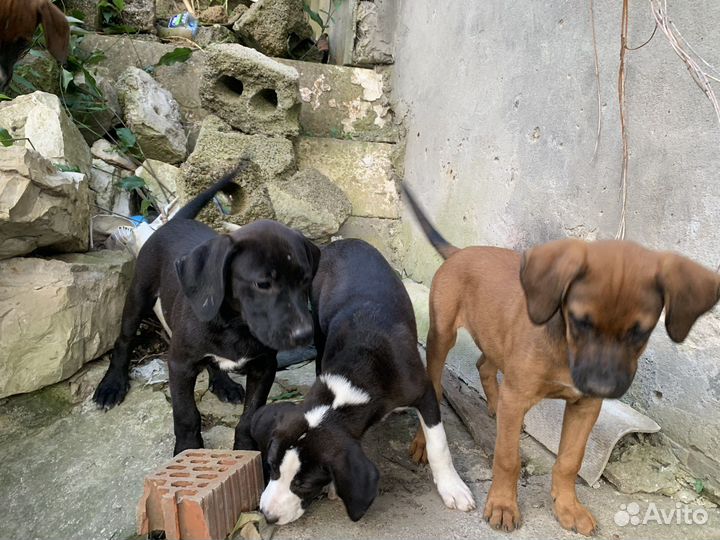 Щенки стаффорда