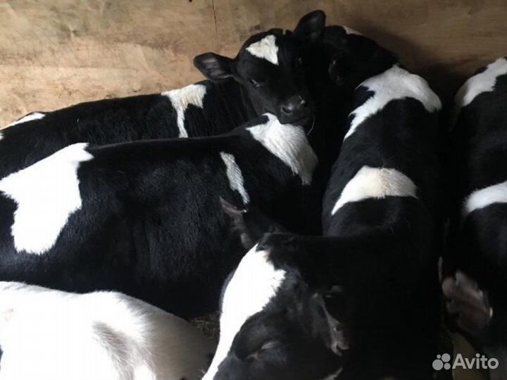 Телята бычки