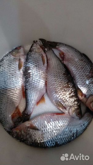 Икряная жирненькая сорожка