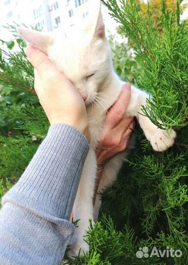 Котёнок белый девочка с разноцветными глазками