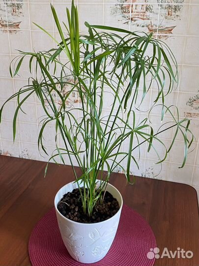 Циперус папирус