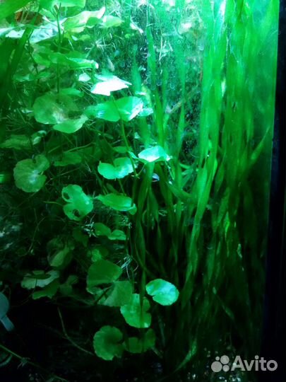 Неприхотливые растения для аквариума