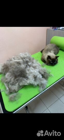 Грумер стрижка собак