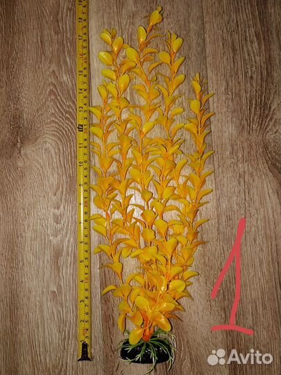 Растения для аквариума