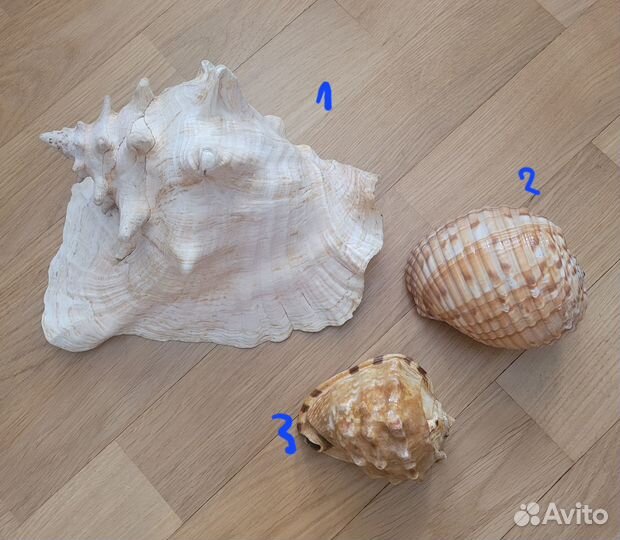 Морские раковины