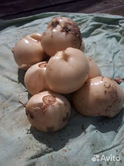 Садовые цветы