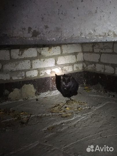 Замерзают кошки