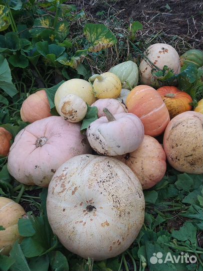 Продам тыквы