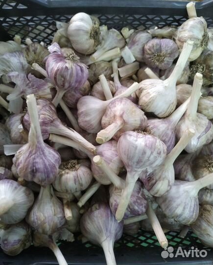 Чеснок