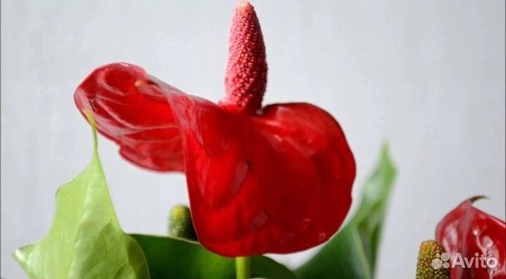 Антуриум Сиерра Мэджик