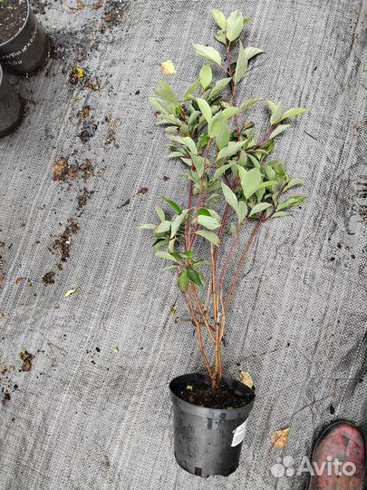 Дерен Кессельринга