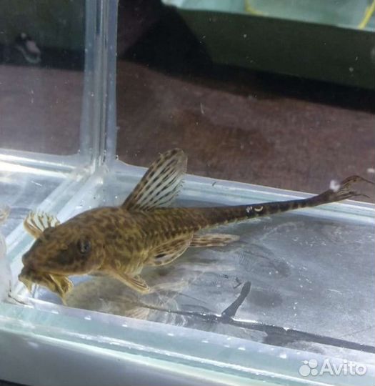 Лорикариевые сомы, коридорасы, апистограммы