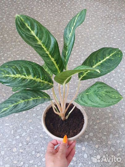 Калатея. Аглаонемы. Фил.Пеперомия