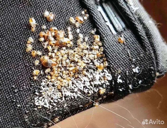 Дезинфекция. Уничтожение тараканов, клопов, крыс