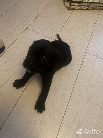 Щенки Кане Корсо