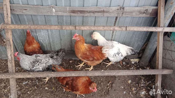 Петух карликового кохинхина