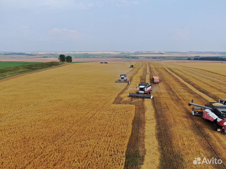 Пшеница семенная