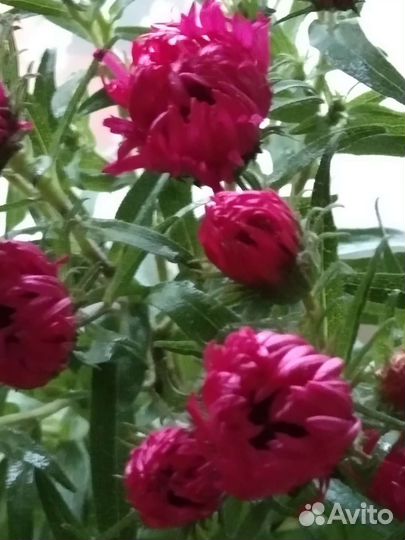 Многолетние растения