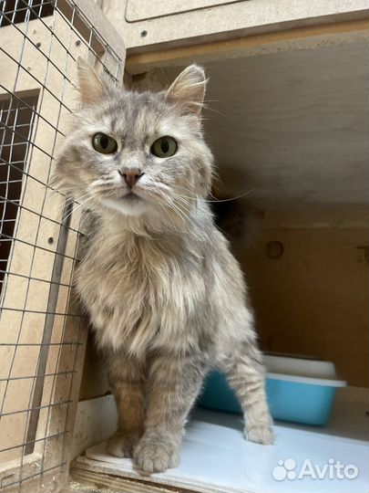Кошечка Джулия