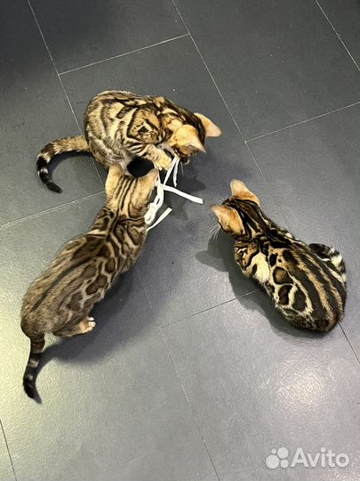 Бенгальская кошка