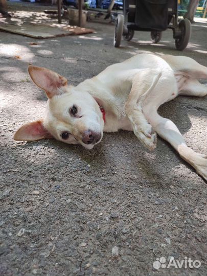 Собака ищет дом