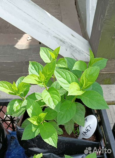 Саженцы гортензии метельчатая