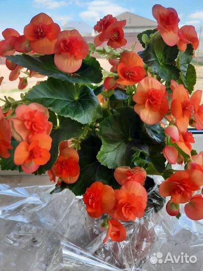 Бегония элатиор