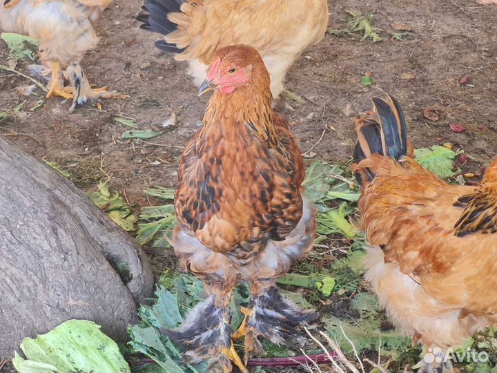 Петухи брамские