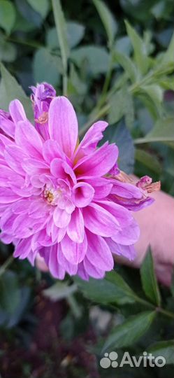 Георгины клубни