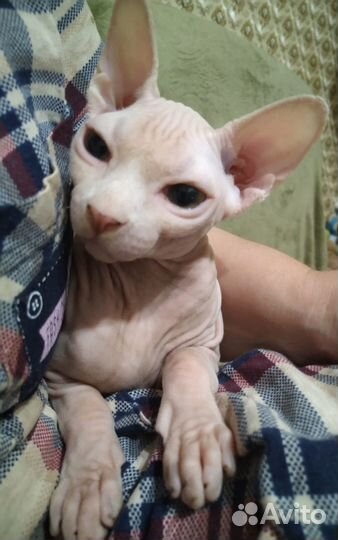 Канадский сфинкс