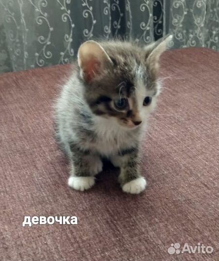Кошка