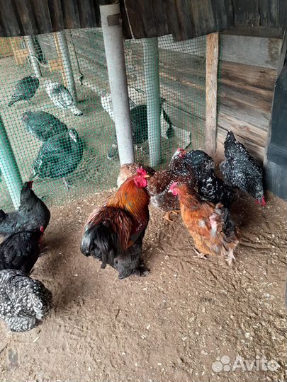 Цыплята Брама