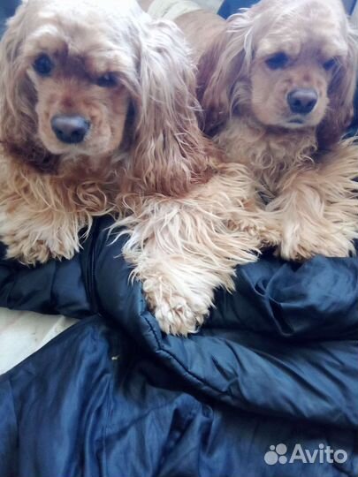 Нужен кобель