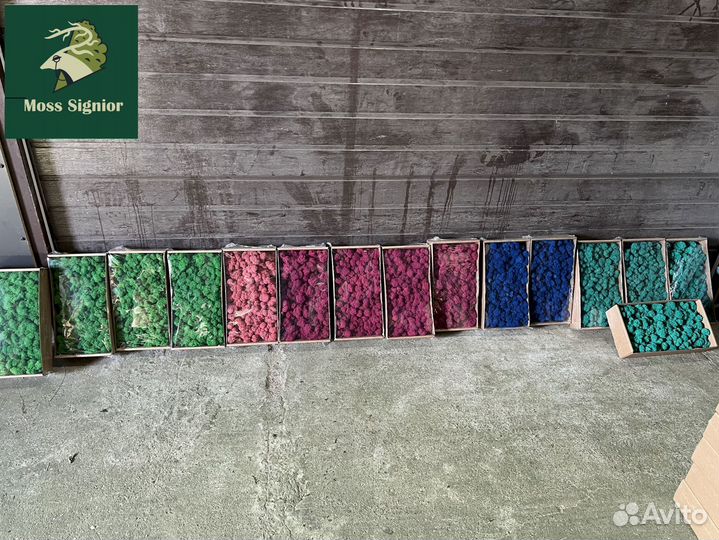 Стабилизированный мох ягель, кочка, пласт. Панно