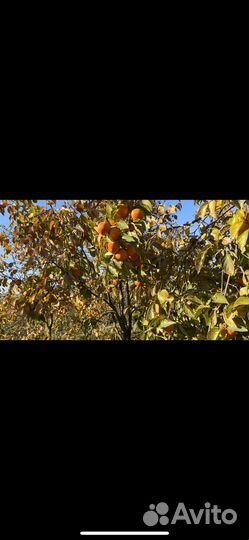 Хурма шиш бурум