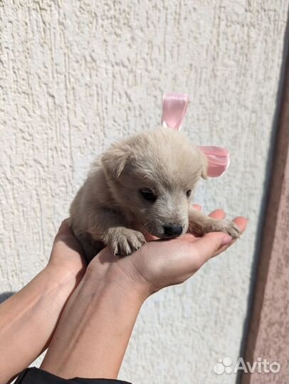 Щенок в добрые руки