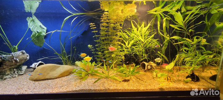 Аквариумные растения и не только