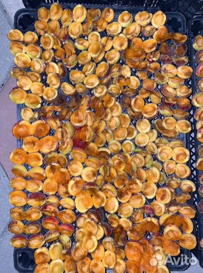 Курага горная домашняя