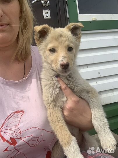 Отдам в добрые щенков